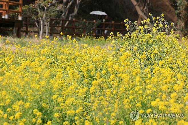 엉덩물 계곡의 봄 지난달 20일 오후 제주 서귀포시 색달동 엉덩물 계곡을 찾은 관광객들이 유채꽃이 활짝 핀 산책로에서 봄 정취를 만끽하고 있다. 2026.2.20 jihopark@yna.co.kr