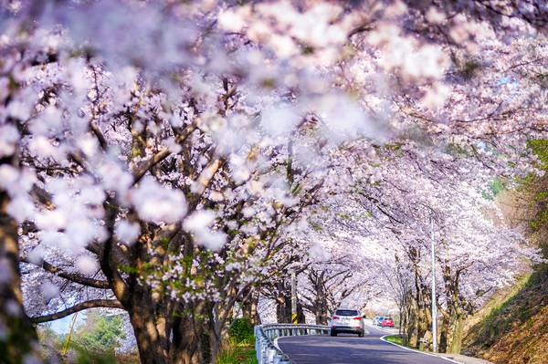 남해 왕지벚꽃길 /남해군