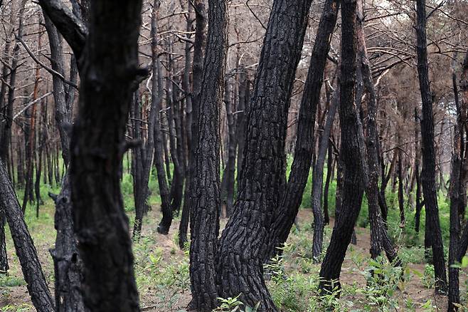 지난해 3월 경북 산불로 까많게 타죽은 경북 의성 운람사 주변 소나무숲의 지난해 8월 모습. 정용일 선임기자 yongil@hani.co.kr