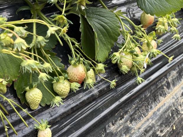 경기 남양주시 조안면의 한 딸기 농장에서 자라고 있는 딸기가 떨어진 기온에 제대로 성장하지 못하고 있는 모습. 남소정 기자