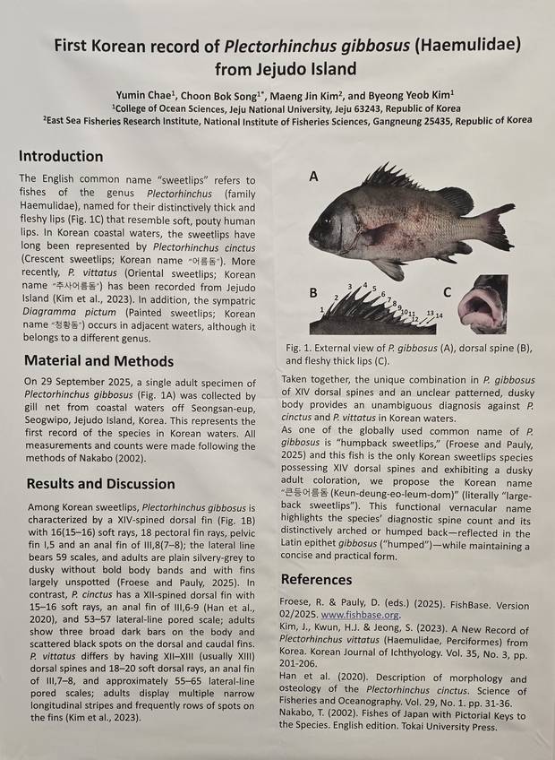 미기록종 어름돔속(Plectorhinchus) 어종 발표 포스터. 현재는 ‘큰등어름돔’이라는 임시 국명을 붙였다. 채유민 씨 제공