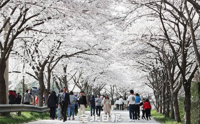 시민들이 벚꽃을 감상하고 있다. /전북일보 DB