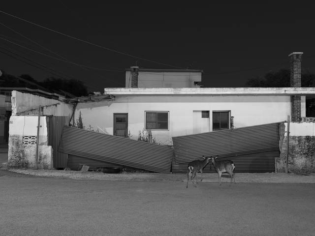 권도연 작, '녹투라마'. 대구 021 갤러리 제공