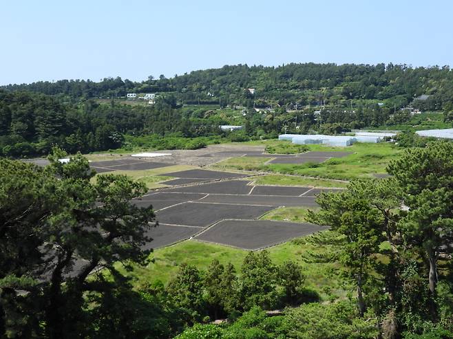 ▲'생태계 보물창고'로 불리는 제주도 하논분화구. 제주도는 올해부터 2033년까지 8년간 198억원을 투입해 하논분화구 핵심구역 내 사유지 527필지 21㏊를 매입할 계획이라고 지난 5일 밝혔다. 사진=강찬수 기자