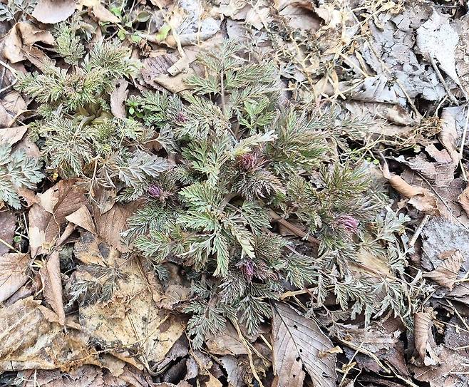 산괴불주머니. (사진 이강운 대기자)/뉴스펭귄