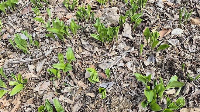 산마늘. (사진 이강운 대기자)/뉴스펭귄