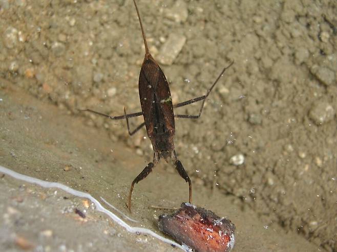 장구애비. (사진 이강운 대기자)/뉴스펭귄