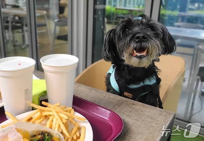 반려견이 동반 출입 음식점에서 전용 의자에 앉아 있는 모습 ⓒ 뉴스1 한송아 기자
