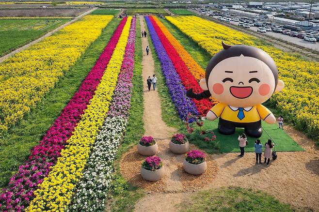 맹방 유체꽃 축제