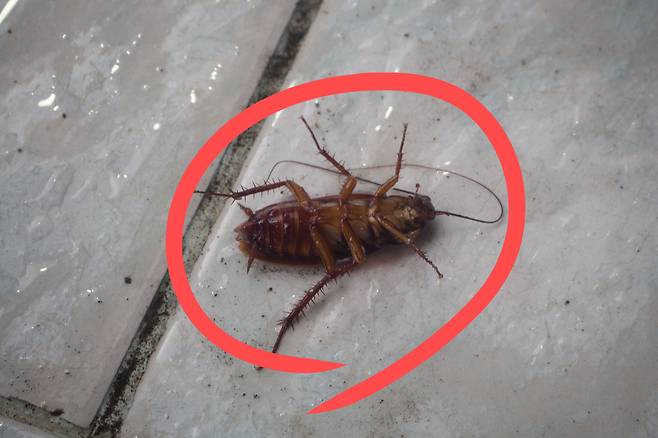 바퀴벌레.[게티이미지뱅크]