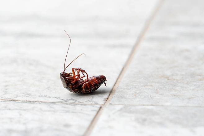 바퀴벌레.[게티이미지뱅크]
