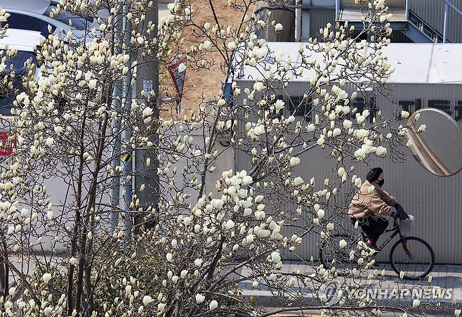 부산, 봄 재촉하는 목련 활짝 (부산=연합뉴스) 강선배 기자 = 쌀쌀한 날씨를 보인 9일 부산 수영구의 한 주택가에 목련이 활짝 피기 시작해 눈길을 끌고 있다. 2026.3.9 sbkang@yna.co.kr