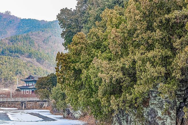 대구 도동 측백나무 숲과 관음사[사진/임헌정 기자]