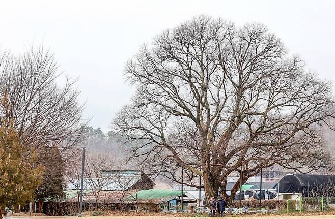 회화나무와 느티나무 연리지[사진/임헌정 기자]