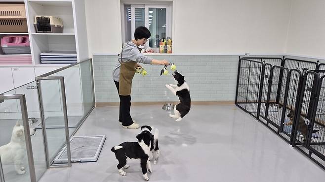 ▲ 남양주시 반려동물 입양문화센터 직원이 유기견들을 돌보고 있다.