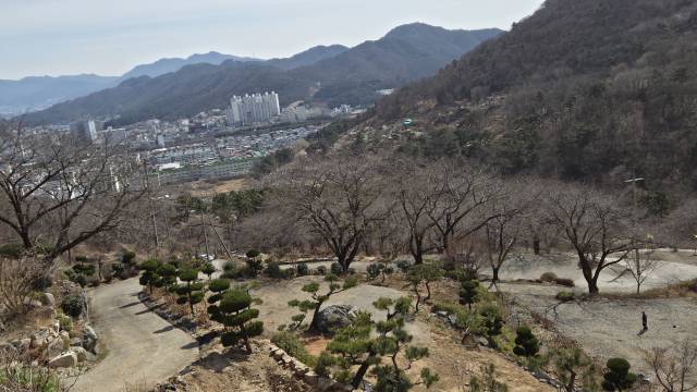 천주산 자락 ‘석불사’에서 내려다본 벚나무길.
