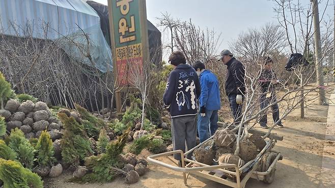 11일 경산묘목시장을 찾은 손님들이 묘목을 고르고 있다.
