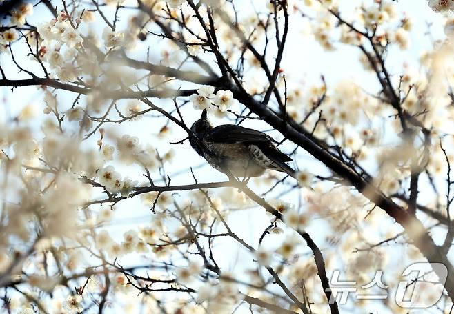 6일 광주 북구 용봉동 전남대학교 캠퍼스 매실나무에 직박구리가 앉아 만개한 벚꽃잎을 따먹고 있다. 2026.3.9 ⓒ 뉴스1 박지현 기자