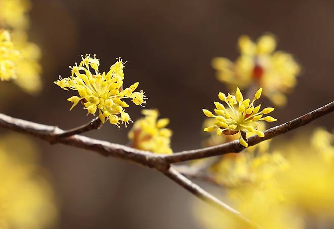 11일 전남 구례군 산동면 반곡마을 산수유나무가 노란 꽃망울을 터뜨렸다. 제27회 구례산수유꽃축제가 산동면 지리산온천 관광지 일원에서 오는 14일부터 22일까지 9일간 열릴 예정이다. /연합뉴스