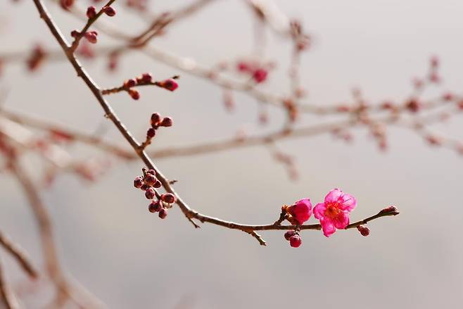 구례 화엄사 홍매화는 지난 6일 첫 꽃망울을 터뜨리며 본격적인 개화를 시작했다. 사진은 7일 촬영한 홍매화. /지리산대화엄사 제공