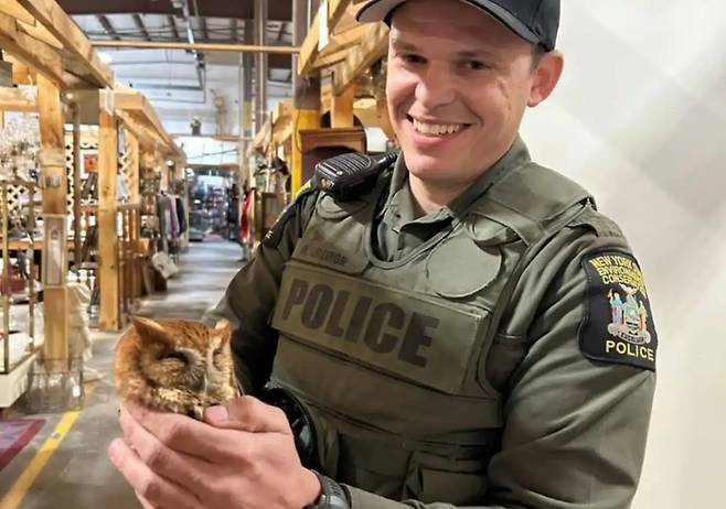 지난달 21일 미국 뉴욕 환경사법경찰관이 골동품 가게에 들어온 부엉이를 포획한 모습. 사진=미국 뉴욕 환경사법경찰관