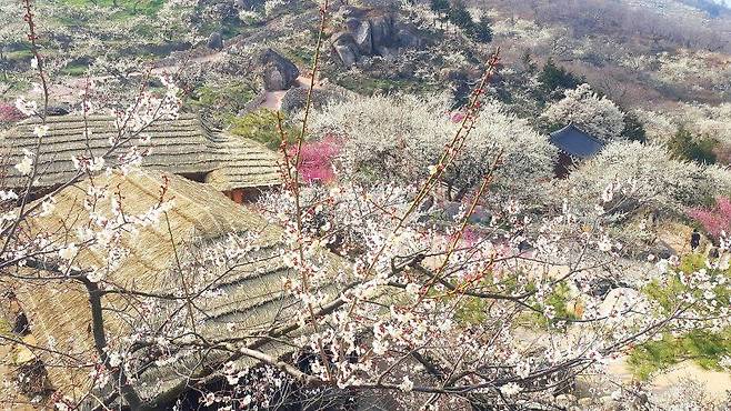 광양매화마을 전경