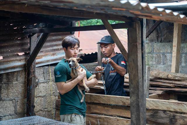 지난달 25일 인도네시아 누사텡가라 티무르 주 쿠팡 시에 위치한 식용견 농장에서 사육 중이던 개들이 구조되고 있다. 이번 구조 작업은 현지 동물보호단체 '자카르타 애니멀 에이드 네트워크'와 한국 휴메인 월드 포 애니멀즈가 협업해 이뤄졌다. 한국 휴메인 월드 포 애니멀즈 제공