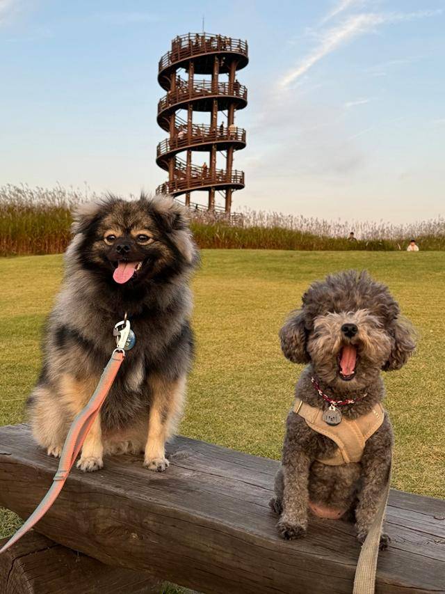(좌)뽀숑 (우)블링. 보호자 제공