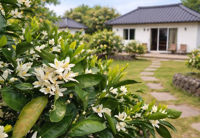 귤꽃. (제주관광공사 제공)