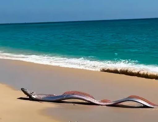 멕시코 한 해변에서 발견된 심해어 산갈치. /사진=뉴욕포스트 갈무리