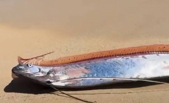 멕시코 한 해변에서 발견된 심해어 산갈치. /사진=뉴욕포스트 갈무리