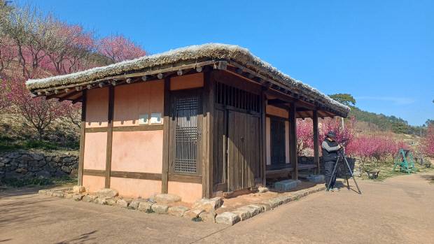 조희룡 적거지 '만구음관'. 조희룡의 상징이 된 홍매화가 적거지를 둘러싸고 있다