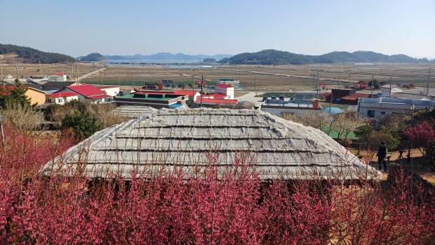 조희룡 적거지 '만구음관'. 조희룡의 상징이 된 홍매화가 적거지를 둘러싸고 있다