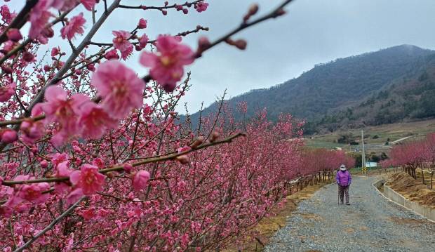 홍매화. 섬에 활짝 핀 홍매화는 조희룡의 상징이 됐다