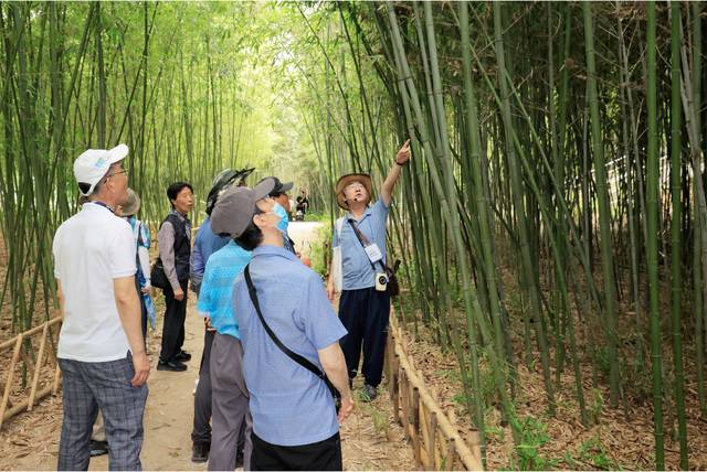 관광객들이 다사·하빈 코스 죽곡 댓잎소리길에서 해설사의 설명을 듣고 있다. 달성군 제공