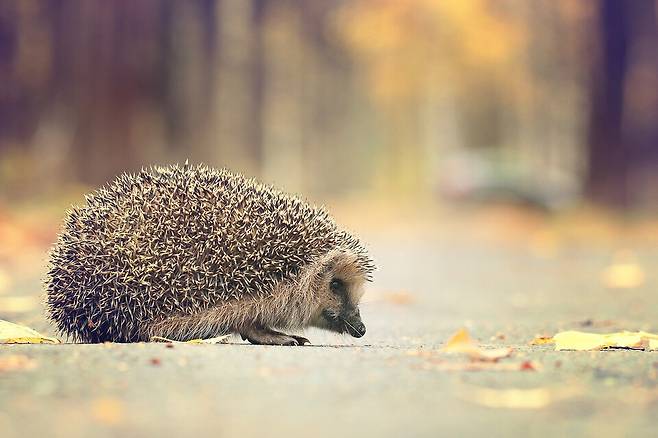 유럽 고슴도치는 멸종위험이 증가하고 있는 종으로 일부 지역에서는 개체의 최대 3분의 1이 자동차 사고로 죽는 것으로 추정된다. (사진 클립아트코리아)/뉴스펭귄