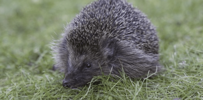 유럽 고슴도치는 세계자연보전연맹 적색목록 '준위협(NT)' 등급으로 분류된다. (사진 IUCN)/뉴스펭귄