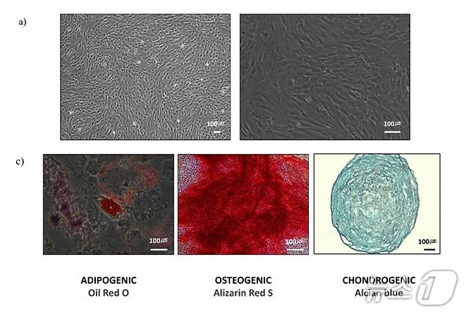 한림대학교춘천성심병원 이비인후과 박찬흠 교수 연구팀이 연구한 마스터 세포 은행 시스템 과정 이미지.(한림대 제공, 재판매 및 DB금지)