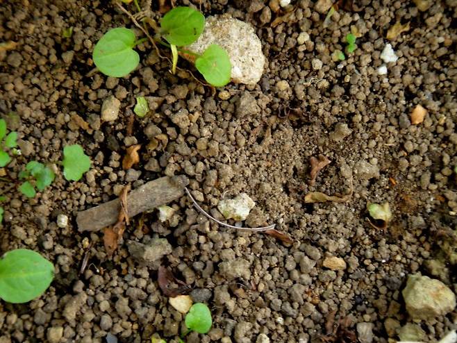 토양에 흔히 사는 곰팡이가 물을 얼게 하는 단백질을 만든다는 연구 결과가 나왔다. 게티이미지뱅크 제공