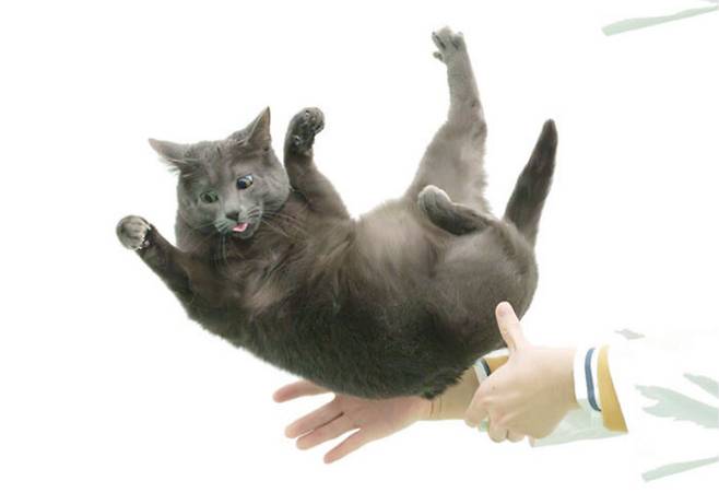 고양이는 높은 장소에서 떨어져도 네 발로 착지하는 독특한 능력을 지녔다. 최근 고양이의 ‘만점 착지’ 비결이 고양이의 유연한 등뼈에 있다는 연구 결과가 나왔다. 히구라시 야스오/해부학 기록 제공