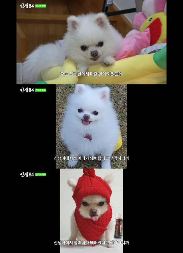유튜브채널 인생84 <12년 기른 반려견의 하루> 캡처