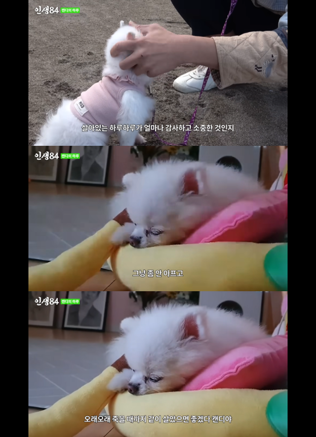유튜브채널 인생84 <12년 기른 반려견의 하루> 캡처