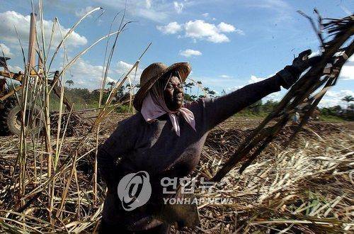브라질 사탕수수 농장 [EPA=연합뉴스]