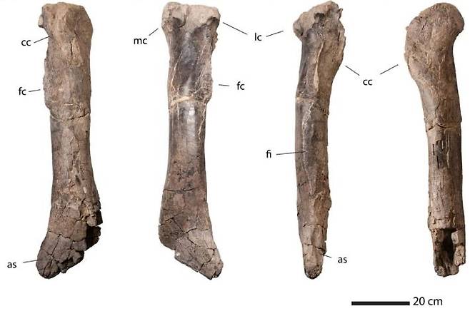 초기 거대 티라노사우루스류 공룡의 것으로 추정되는 정강이뼈 [Scientific Reports, Nicholas R. Longrich et al. 제공. 재판매 및 DB 금지]