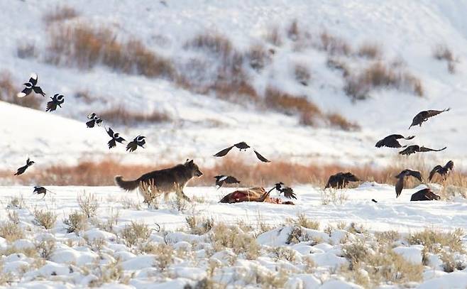 늑대 사냥감으로 몰려드는 옐로스톤의 검은부리까치와 까마귀들  [Jim Peaco/National Park Service 제공. 재판매 및 DB 금지]