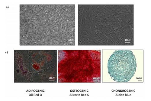 마스터 세포 은행 시스템 과정 이미지 [한림대학교춘천성심병원 제공. 재판매 및 DB 금지]