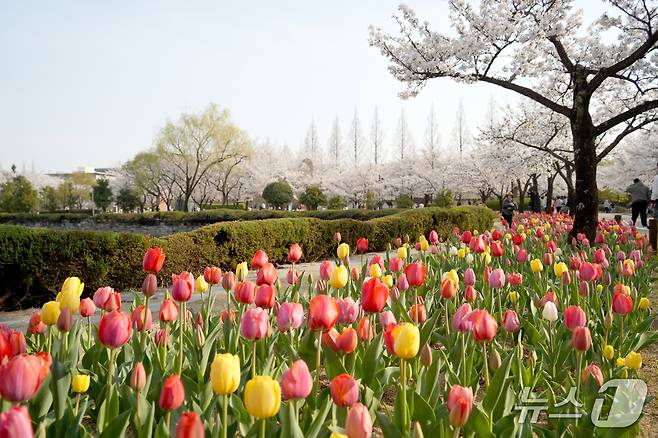김해 연지공원 튤립.(김해시 제공. 재판매 및 DB금지)