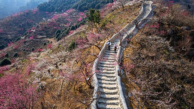 올봄 전남 광양매화마을 '청매실농원'에 새롭게 조성한 '천국의 계단'. 농장주인 '매실 어매' 홍쌍리 매실 명인이 인부들과 손으로 하나하나 돌을 쌓아 만든 108개의 계단을 오르면 매화 천국과 섬진강, 하동까지 한눈에 다 담긴다. 올해 광양매화축제는 22일까지 일대에서 열린다. / 김종연 영상미디어 객원기자