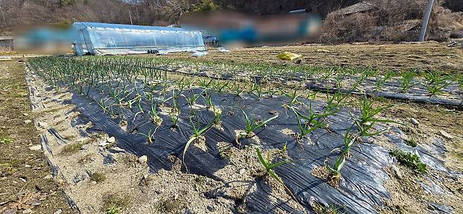 지난 10일 90대 노모, 40대 아들과 함께 자택에서 숨진 채 발견된 A씨(60대)가 가꾸던 텃밭. 지난겨울 A씨가 심은 마늘이 가지런히 자라고 있다. 김준희 기자