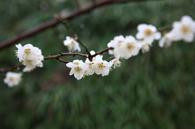 광양 매화마을 / 사진 = 한국관광공사